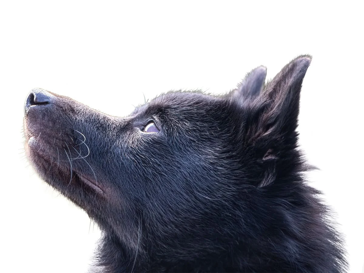 Dog fur photo masking after